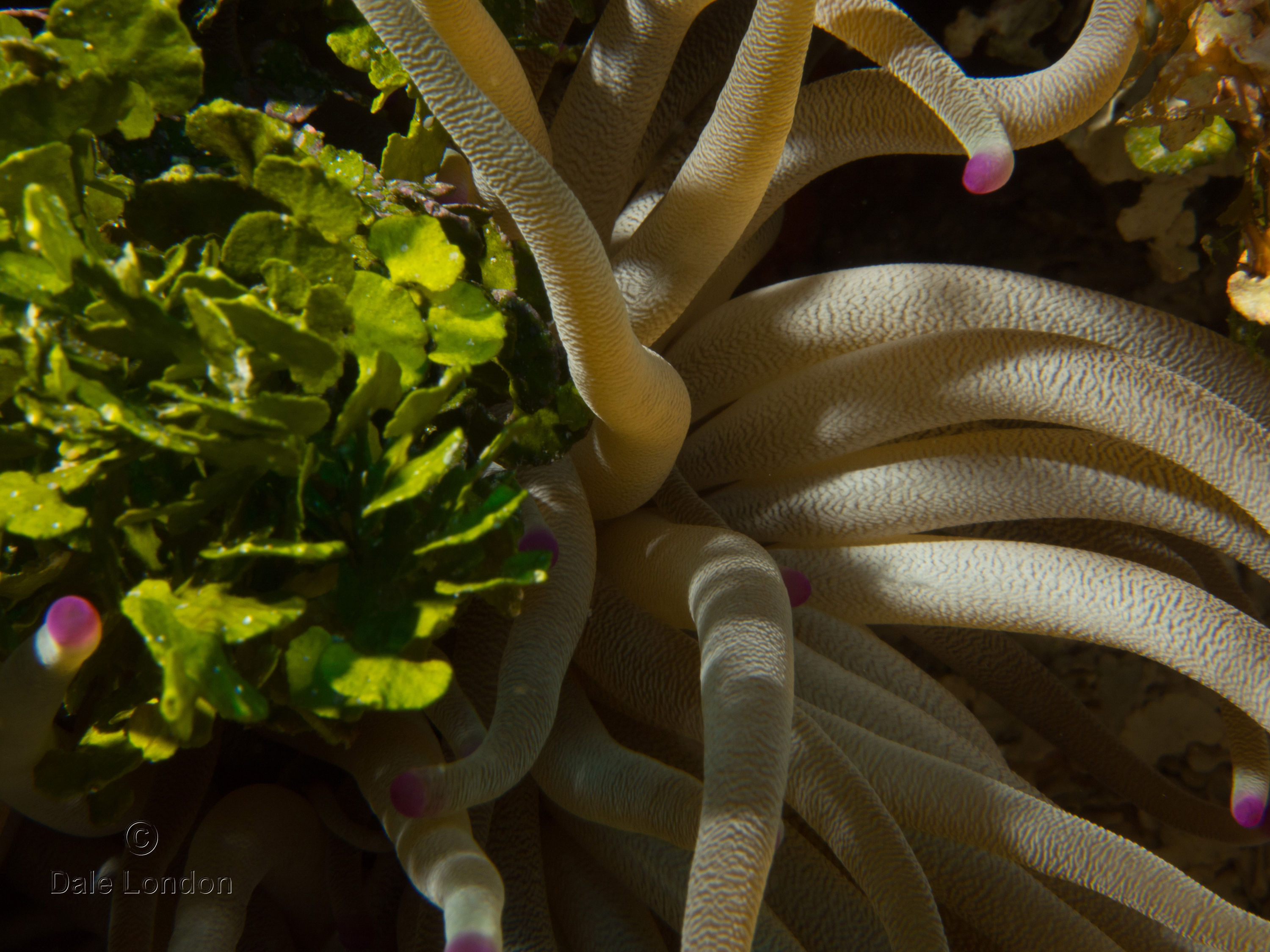 Cozumel Anemone