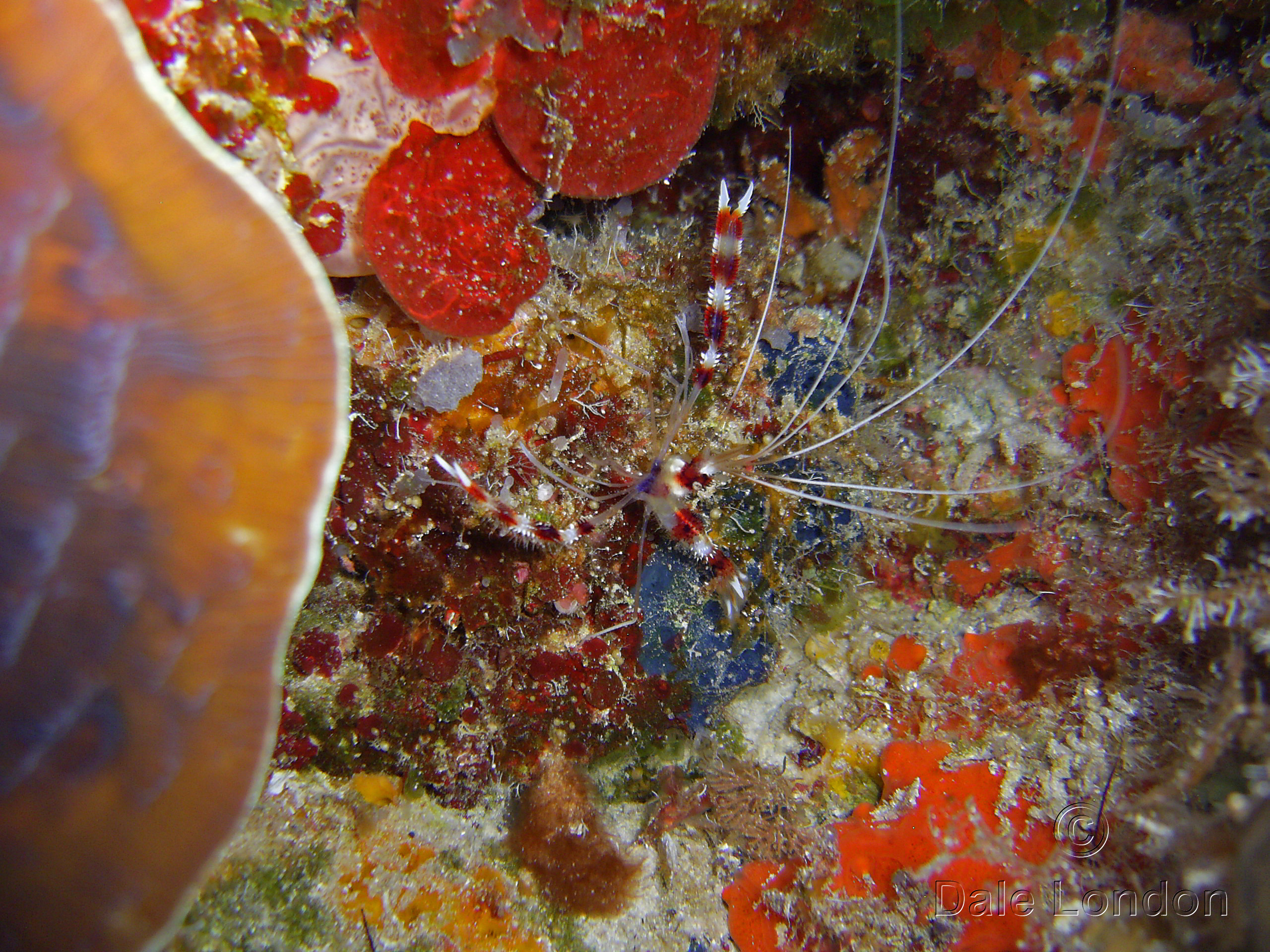 Cozumel Banded Coral Shrimp