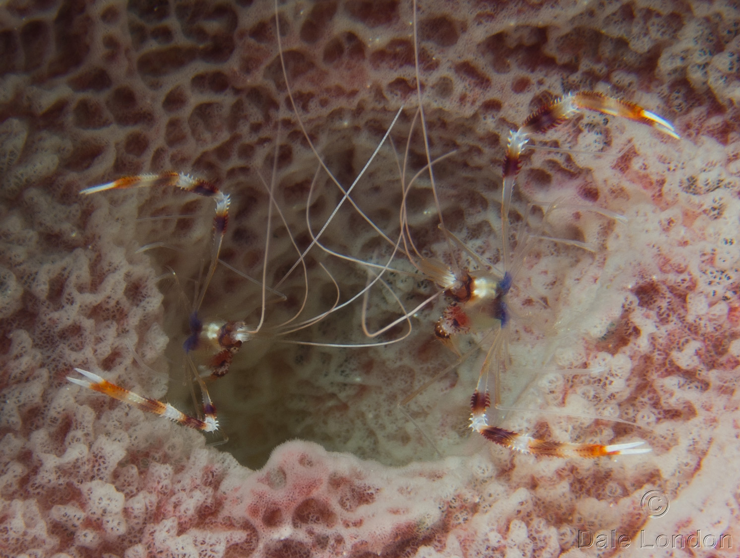 Cozumel Banded Coral shrimp