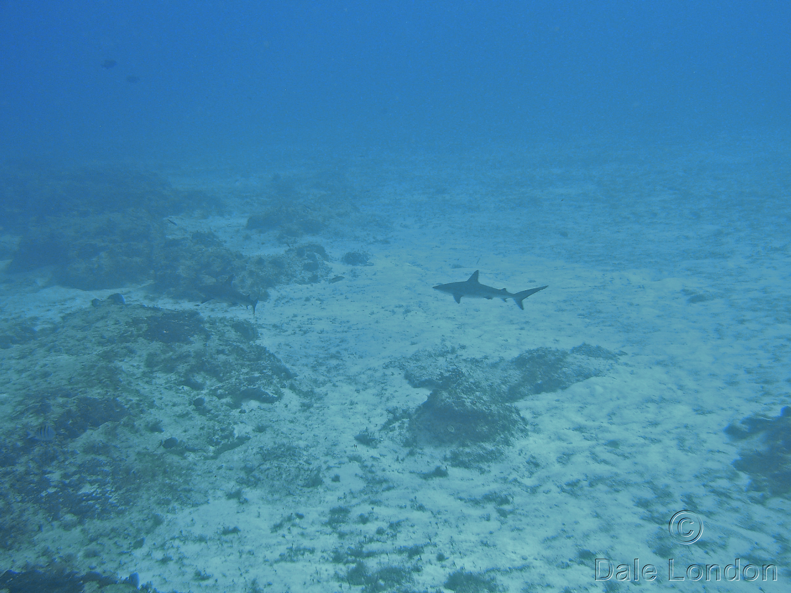 Cozumel Blacktip reef sharks