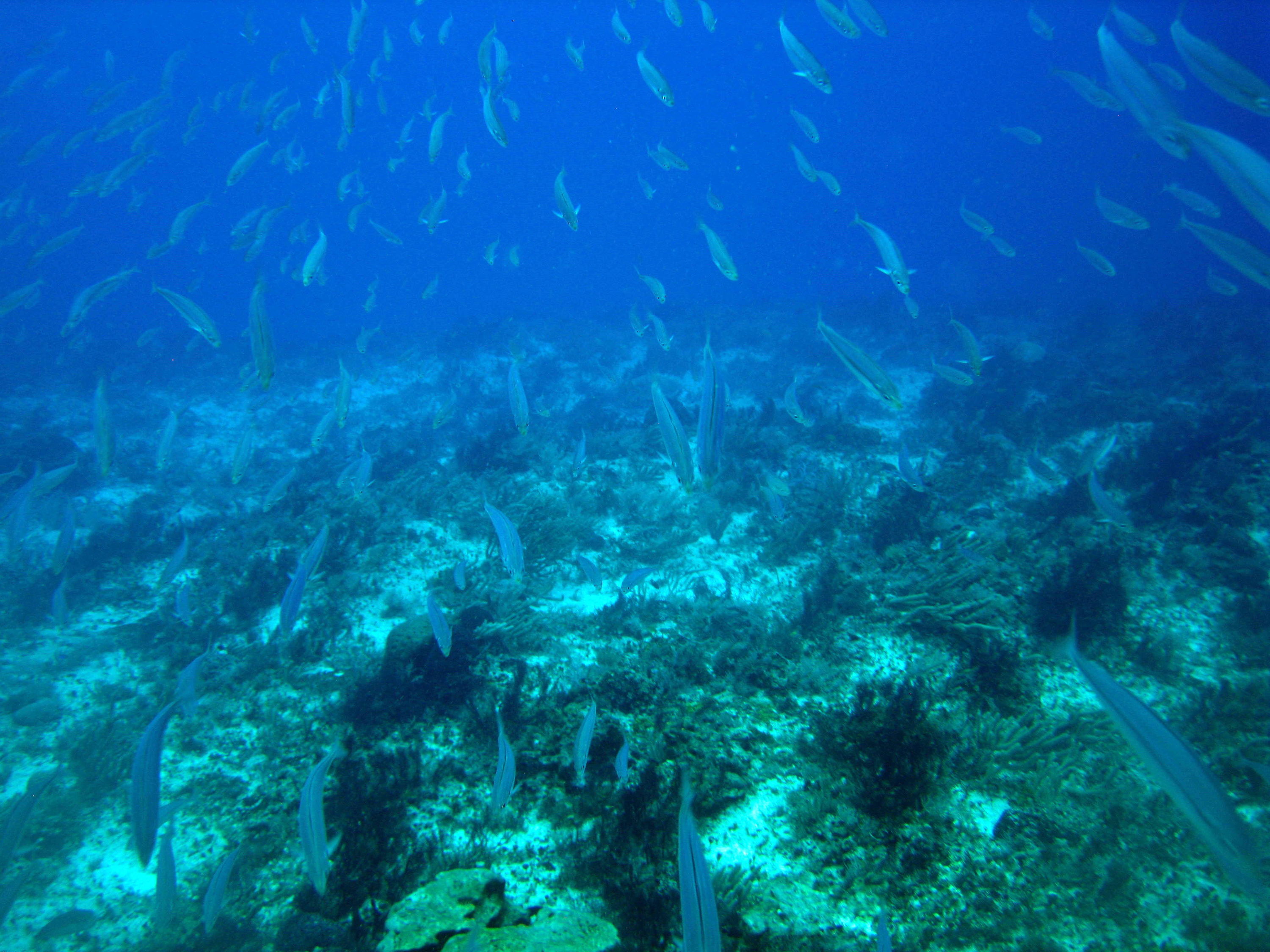 Cozumel, Cancun, and C58 Minesweeper