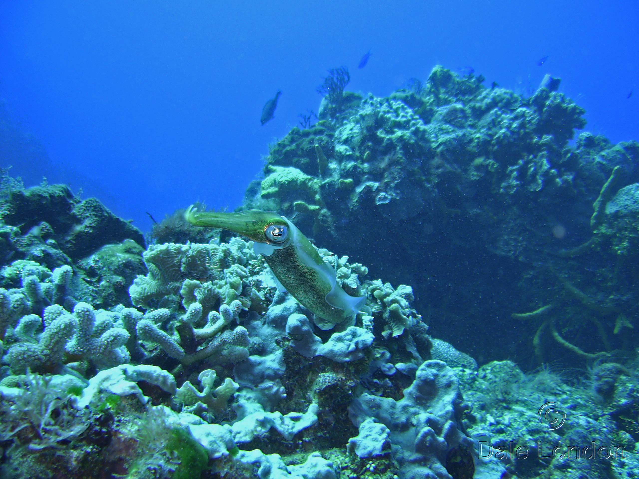 Cozumel Caribbean reef squid