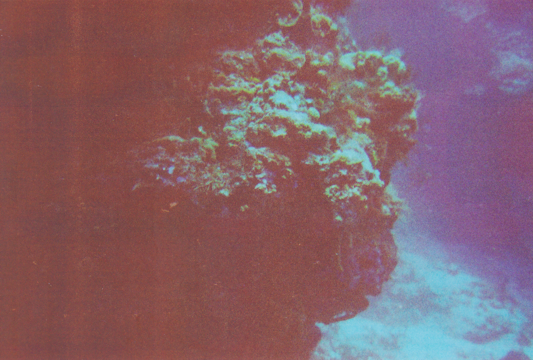 cozumel coral