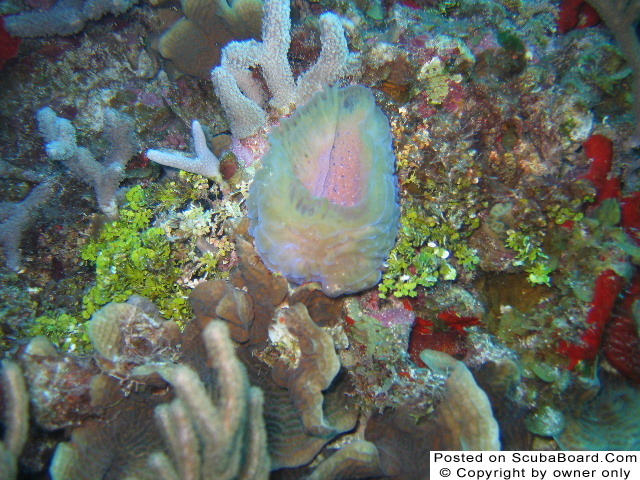 Cozumel coral