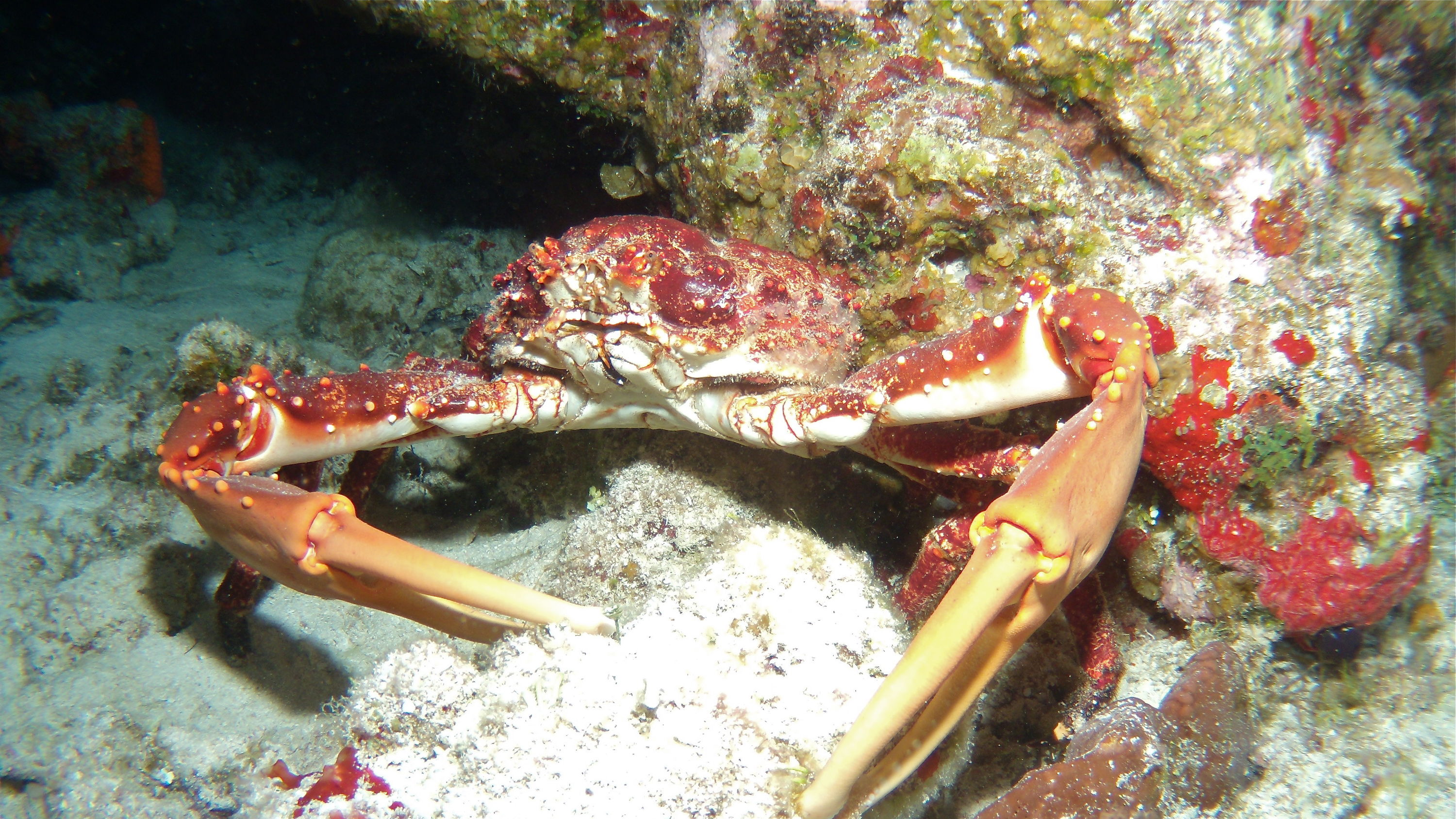 Cozumel Crabs