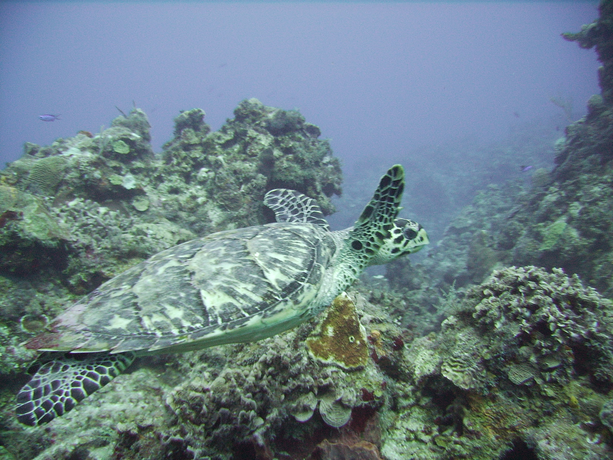 Cozumel December 2005