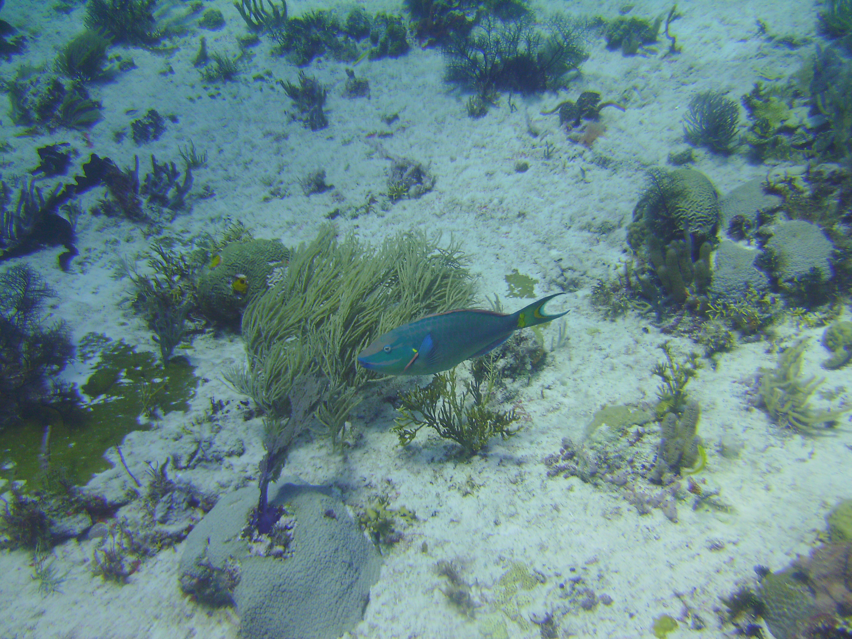 Cozumel Dive 2009