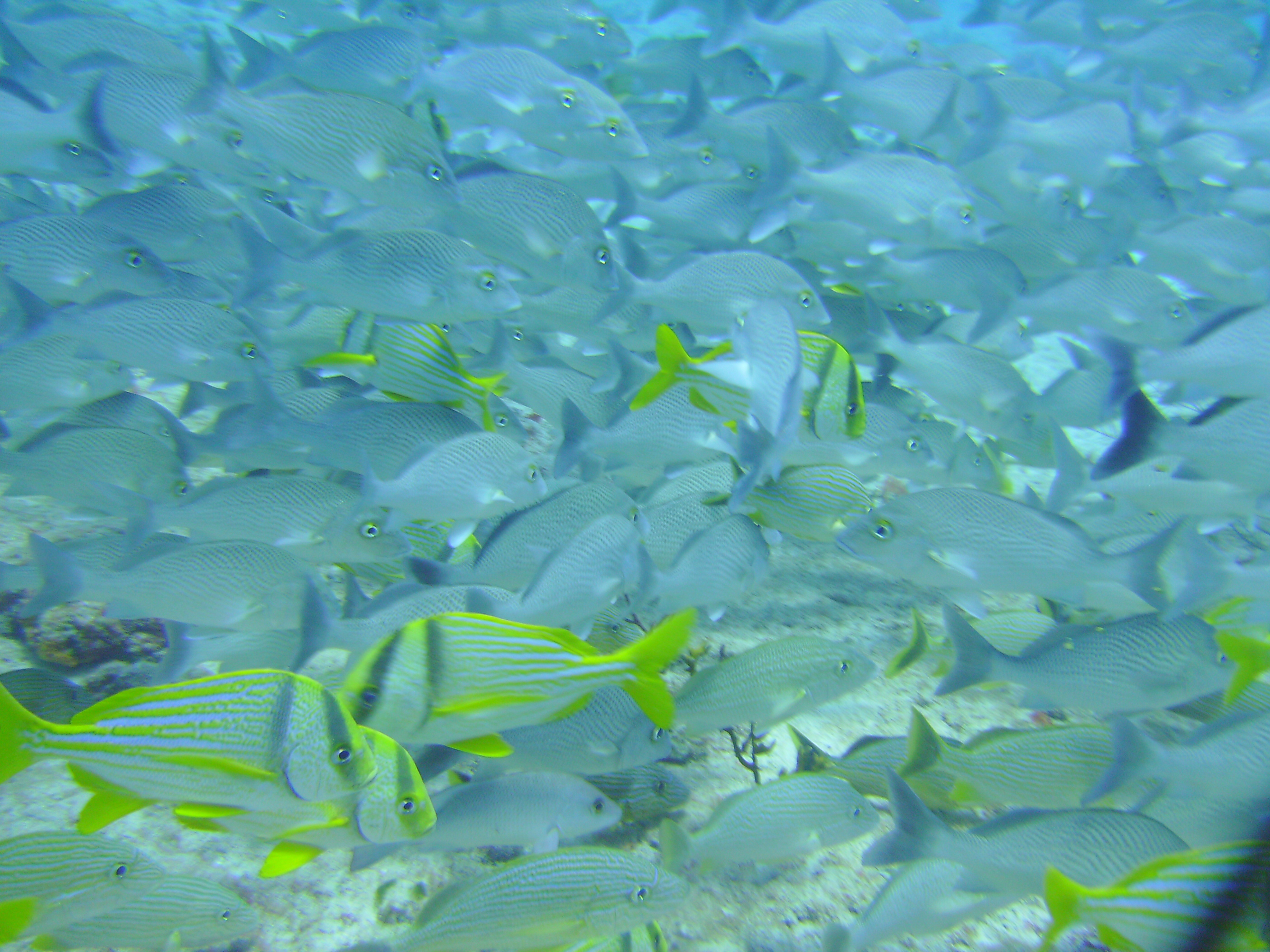 Cozumel Dive 2009