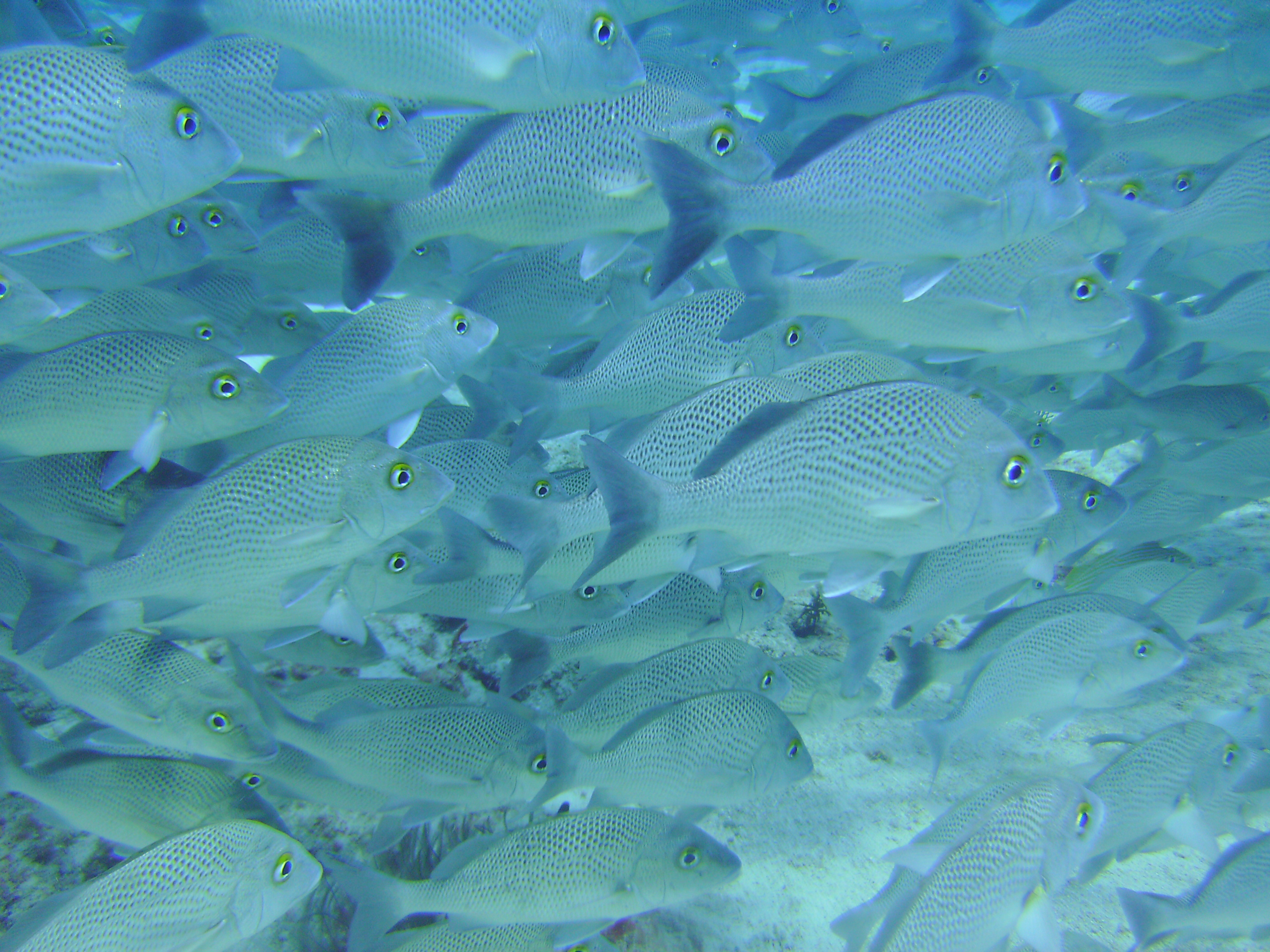 Cozumel Dive 2009