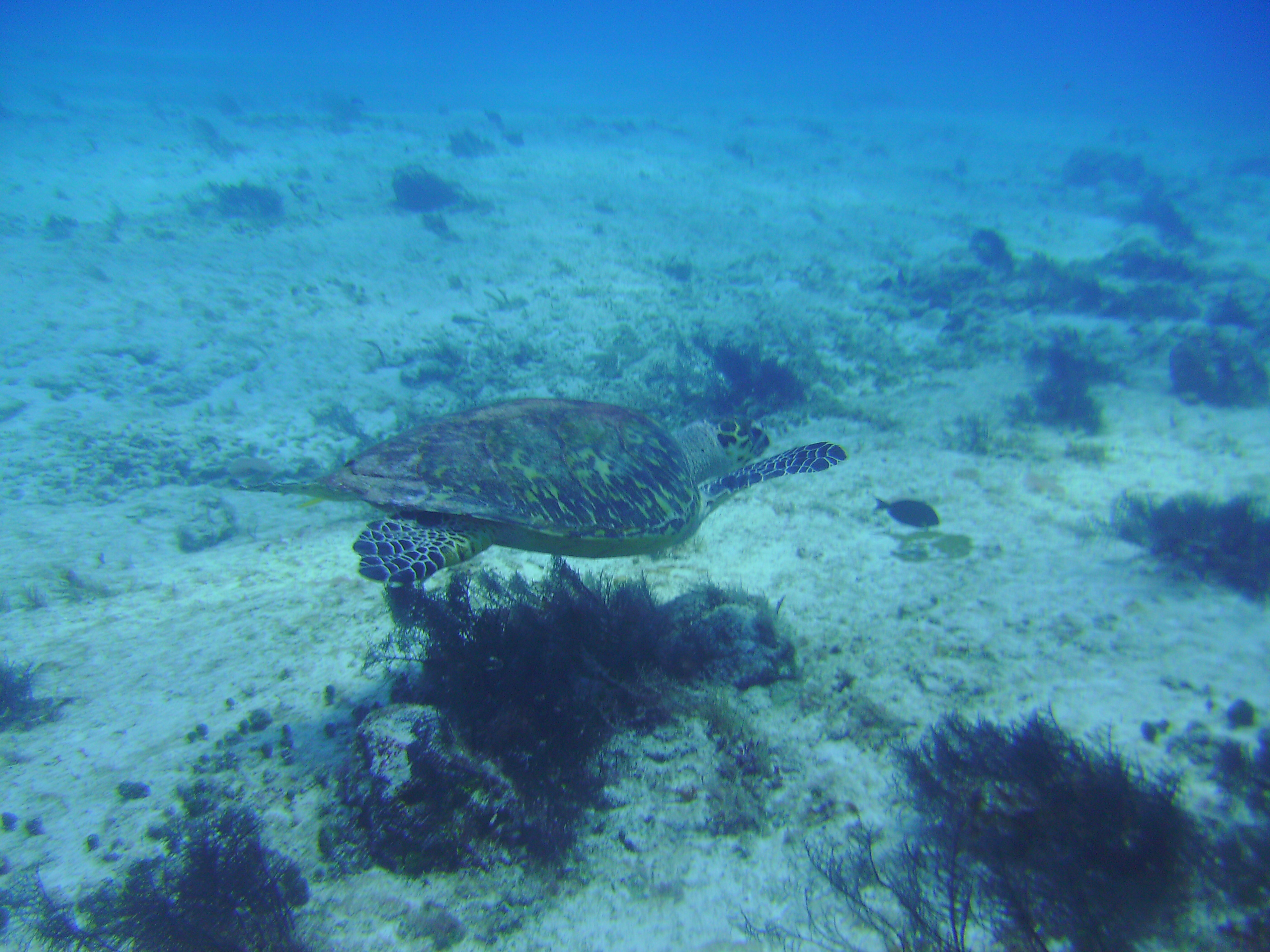 Cozumel Dive 2009