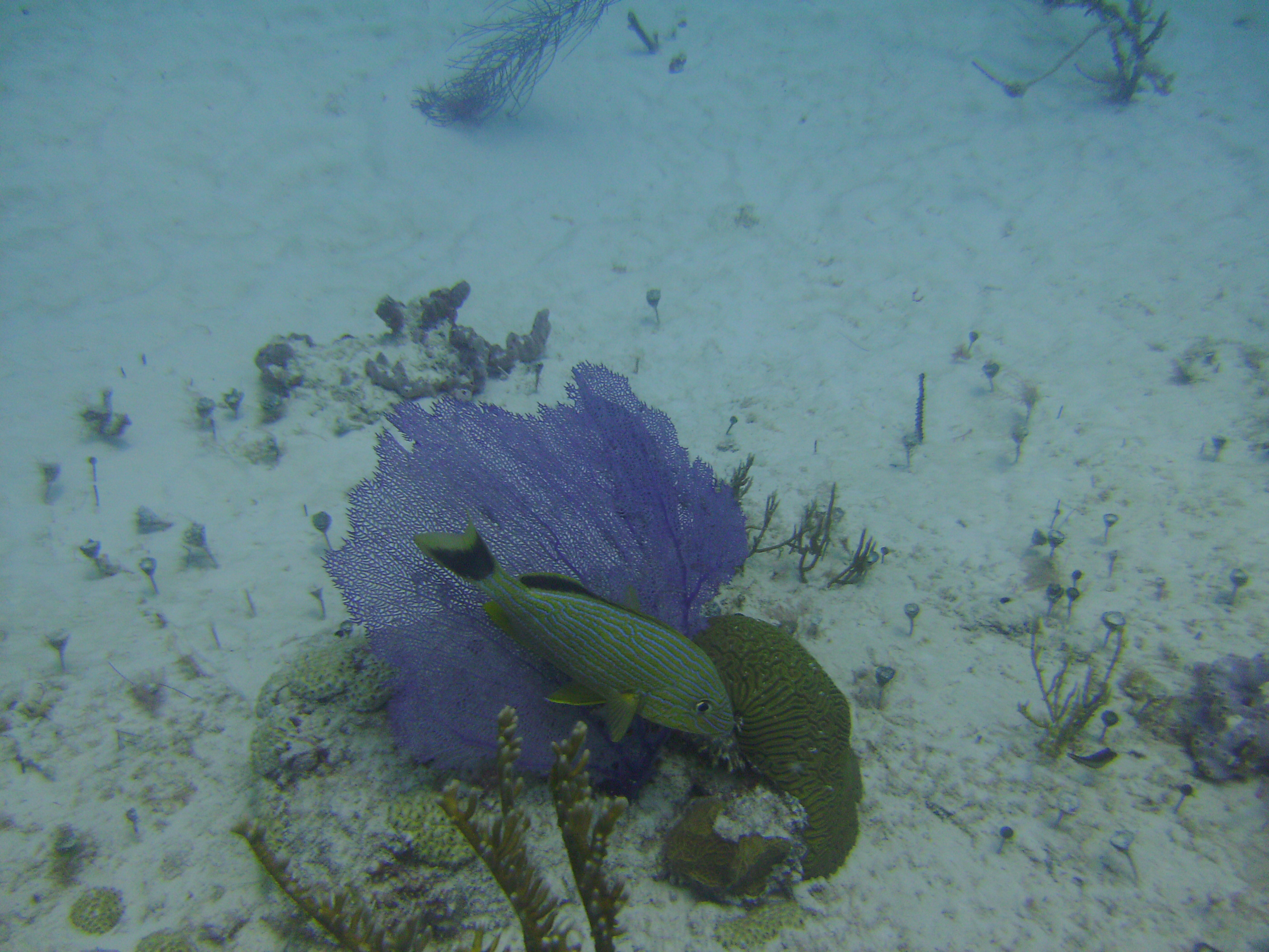 Cozumel Dive 2009