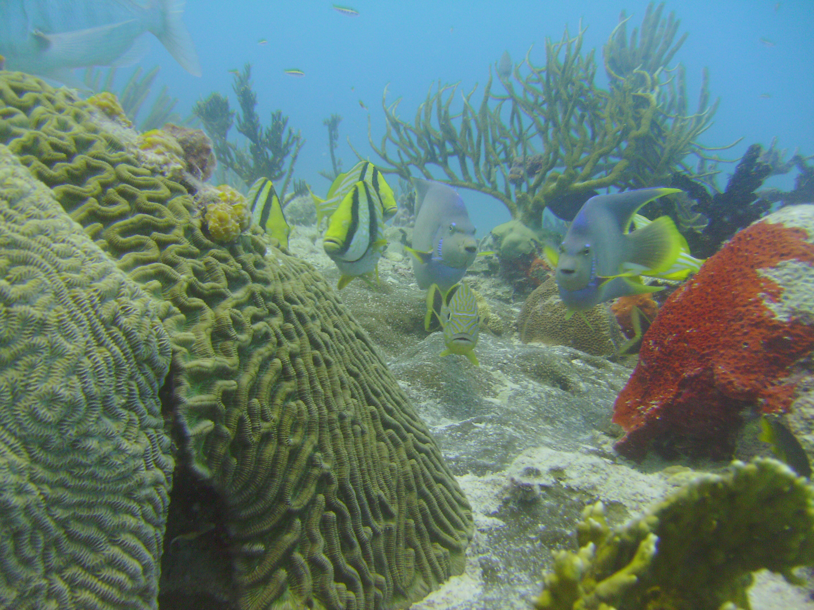 Cozumel Dive 2009