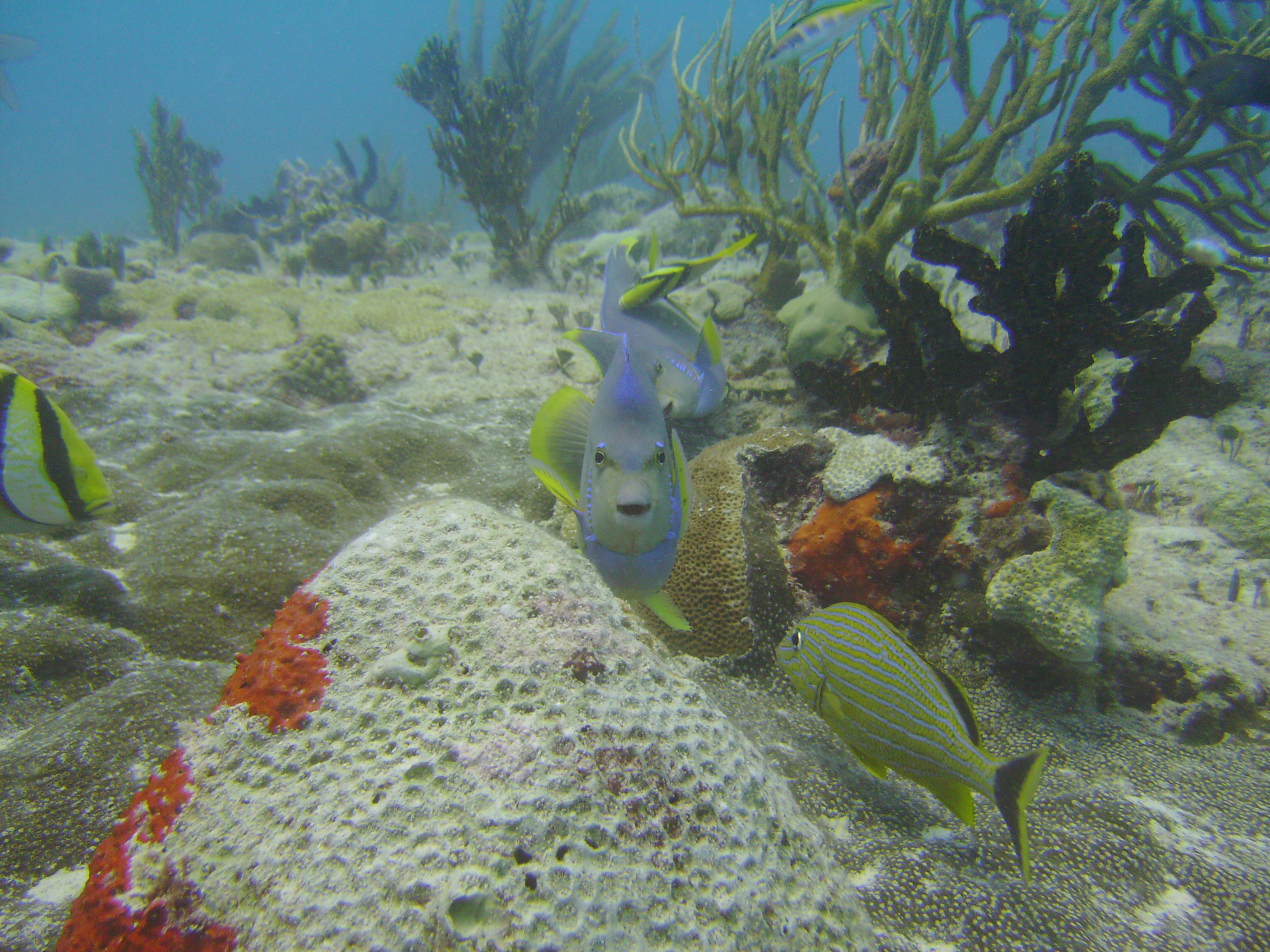 Cozumel Dive 2009