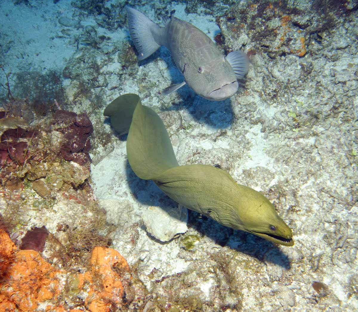 Cozumel Diving January 2007