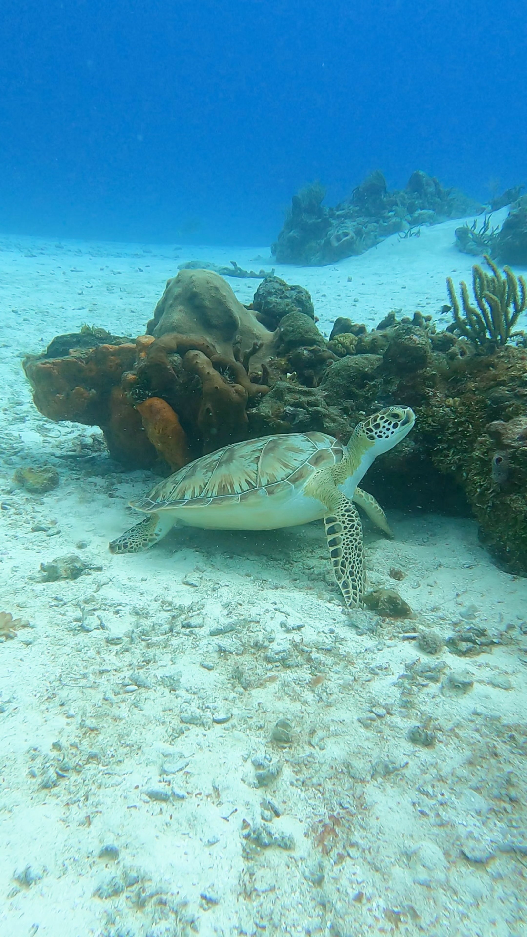 cozumel diving.jpg