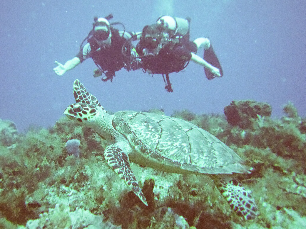 Cozumel Diving with turtle