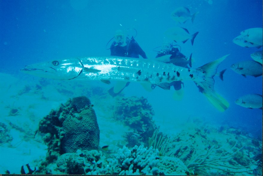 Cozumel diving