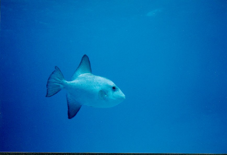 Cozumel diving