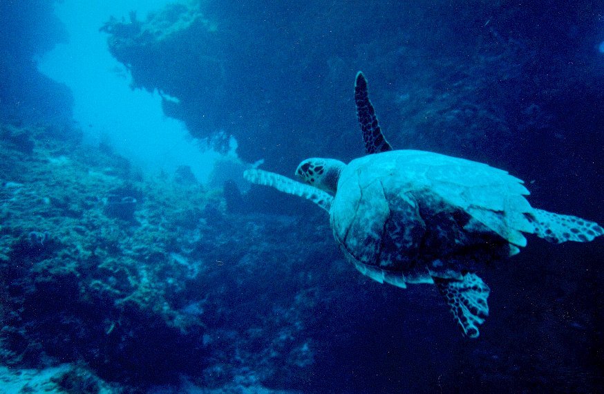 Cozumel diving