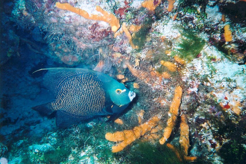 Cozumel Diving