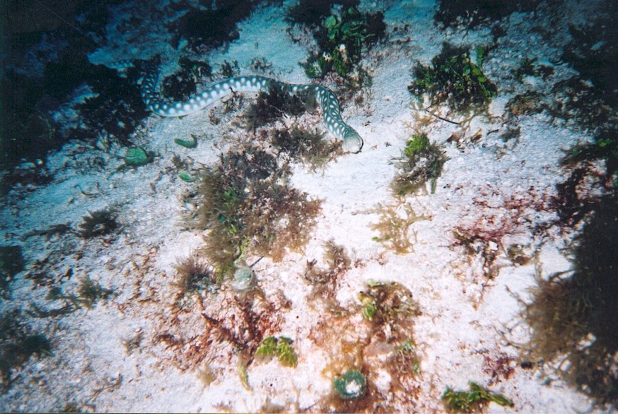 Cozumel Diving