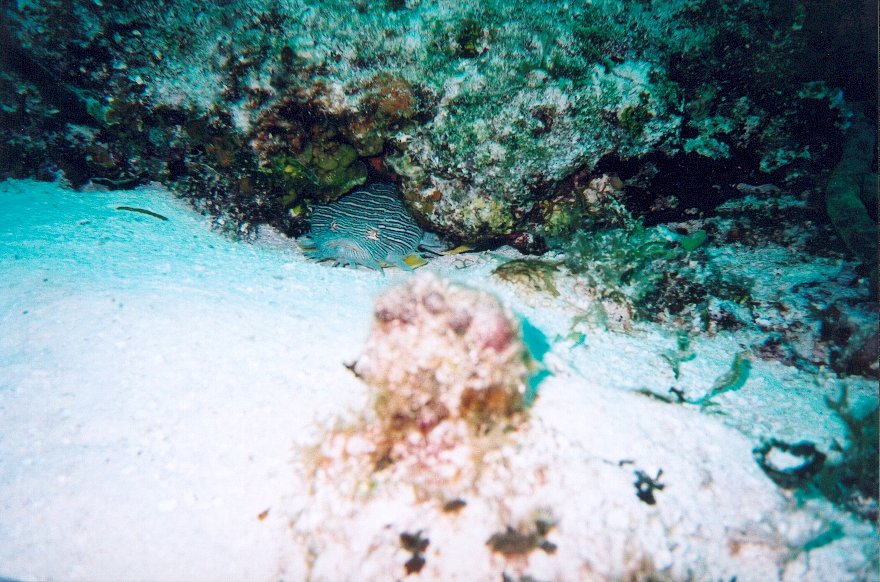 Cozumel Diving