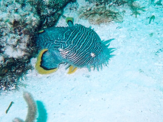 Cozumel Diving