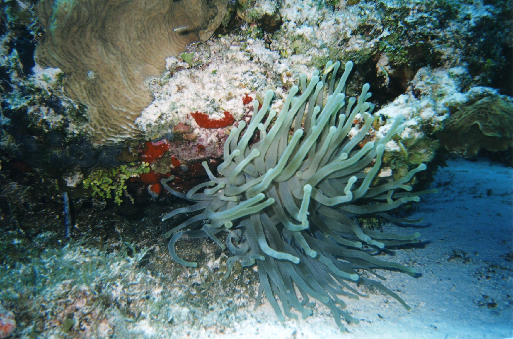 Cozumel Diving