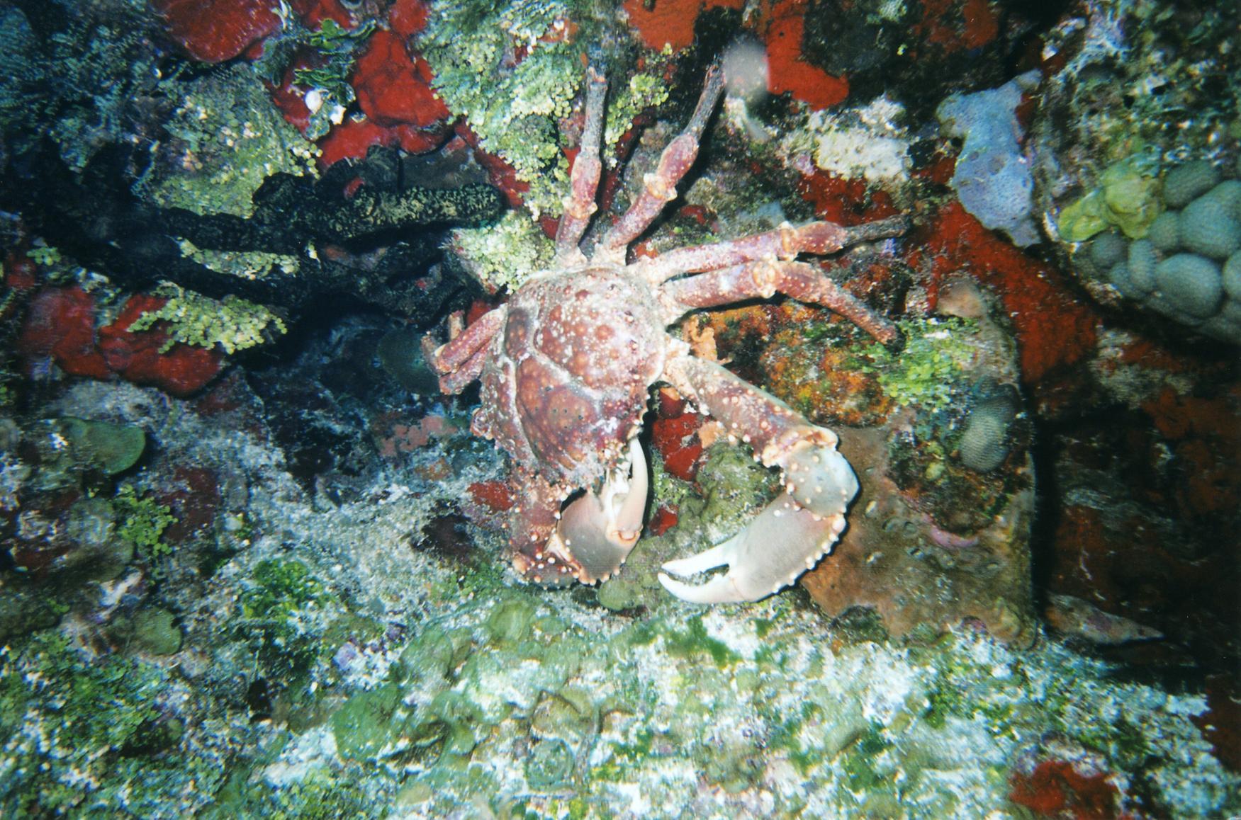 Cozumel Diving