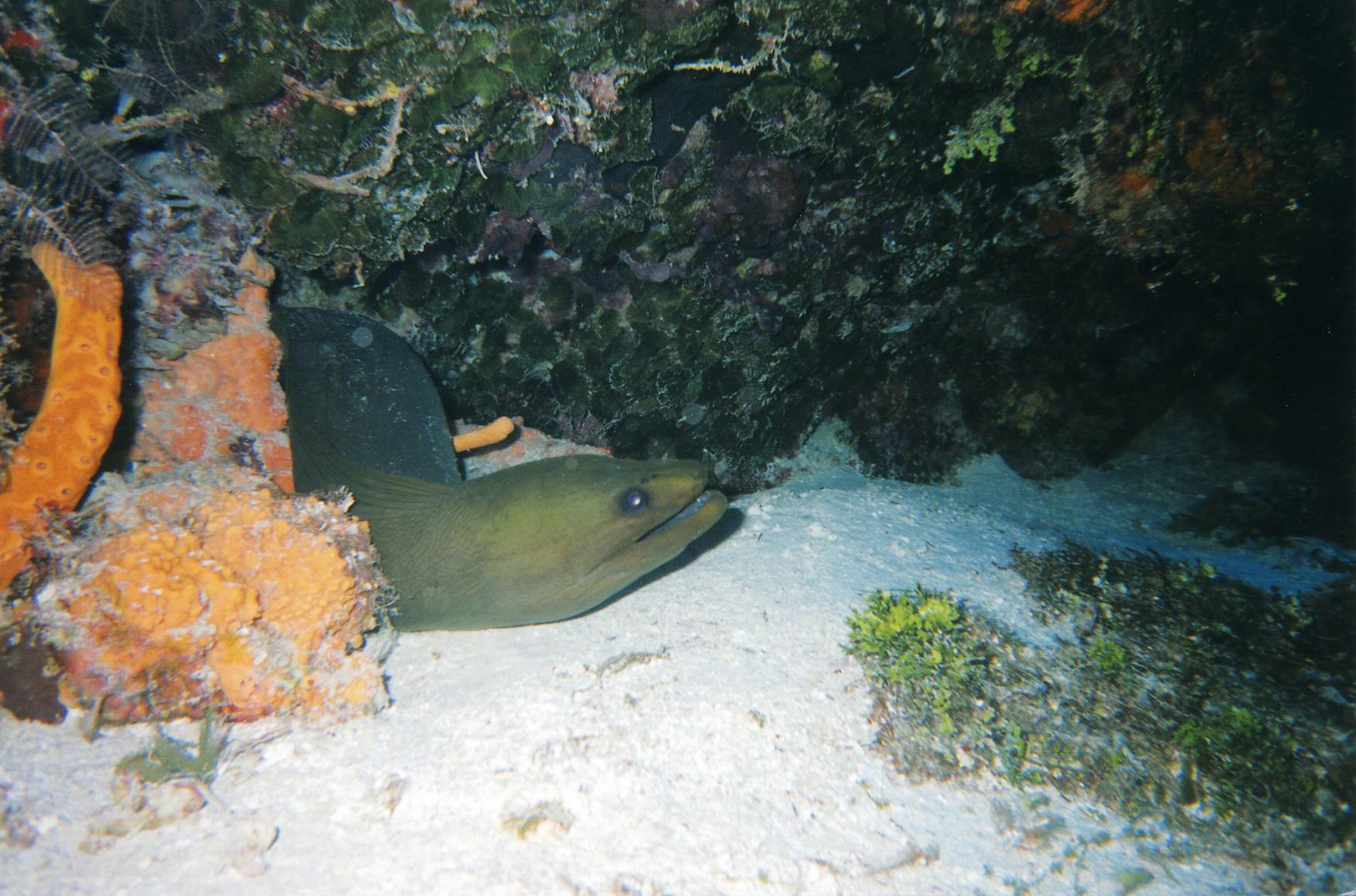 Cozumel Diving