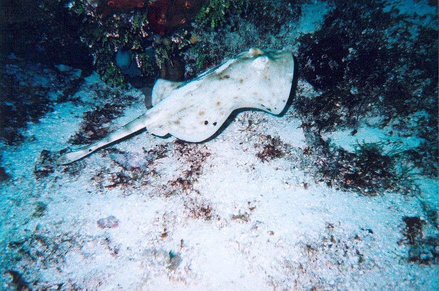 Cozumel Diving