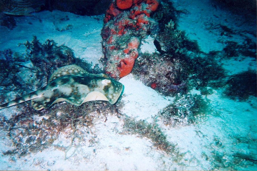 Cozumel Diving