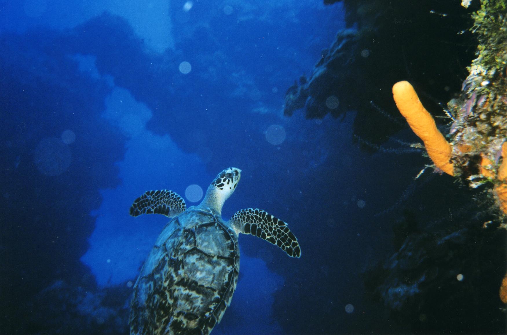 Cozumel Diving