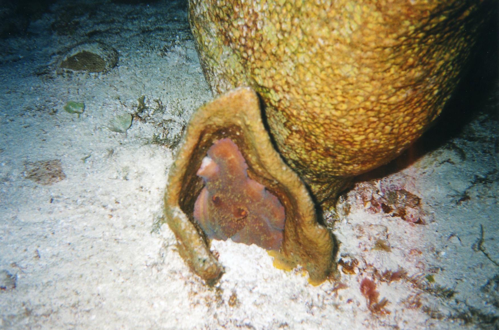 Cozumel Diving