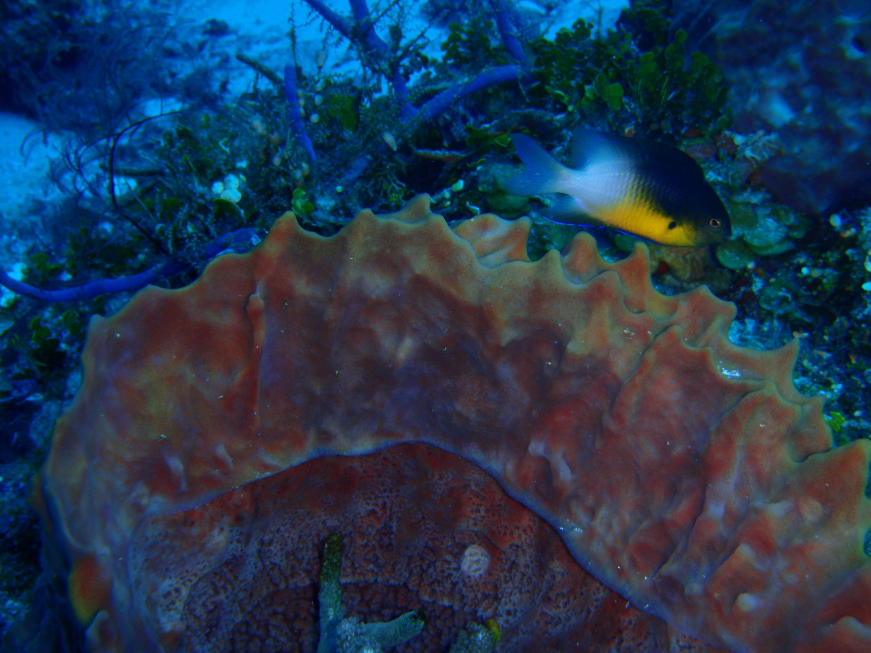 Cozumel, Feb 2009