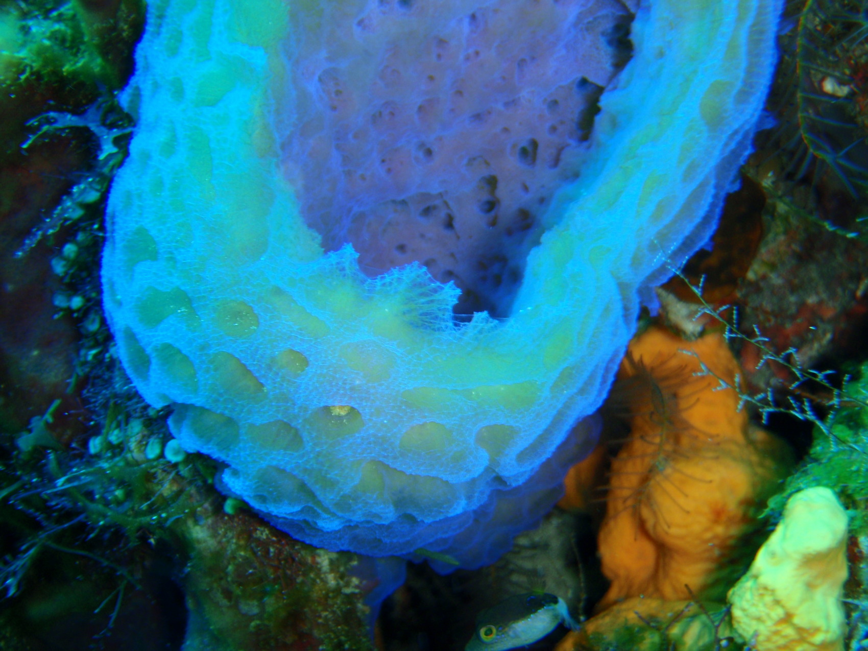 Cozumel, Feb 2009