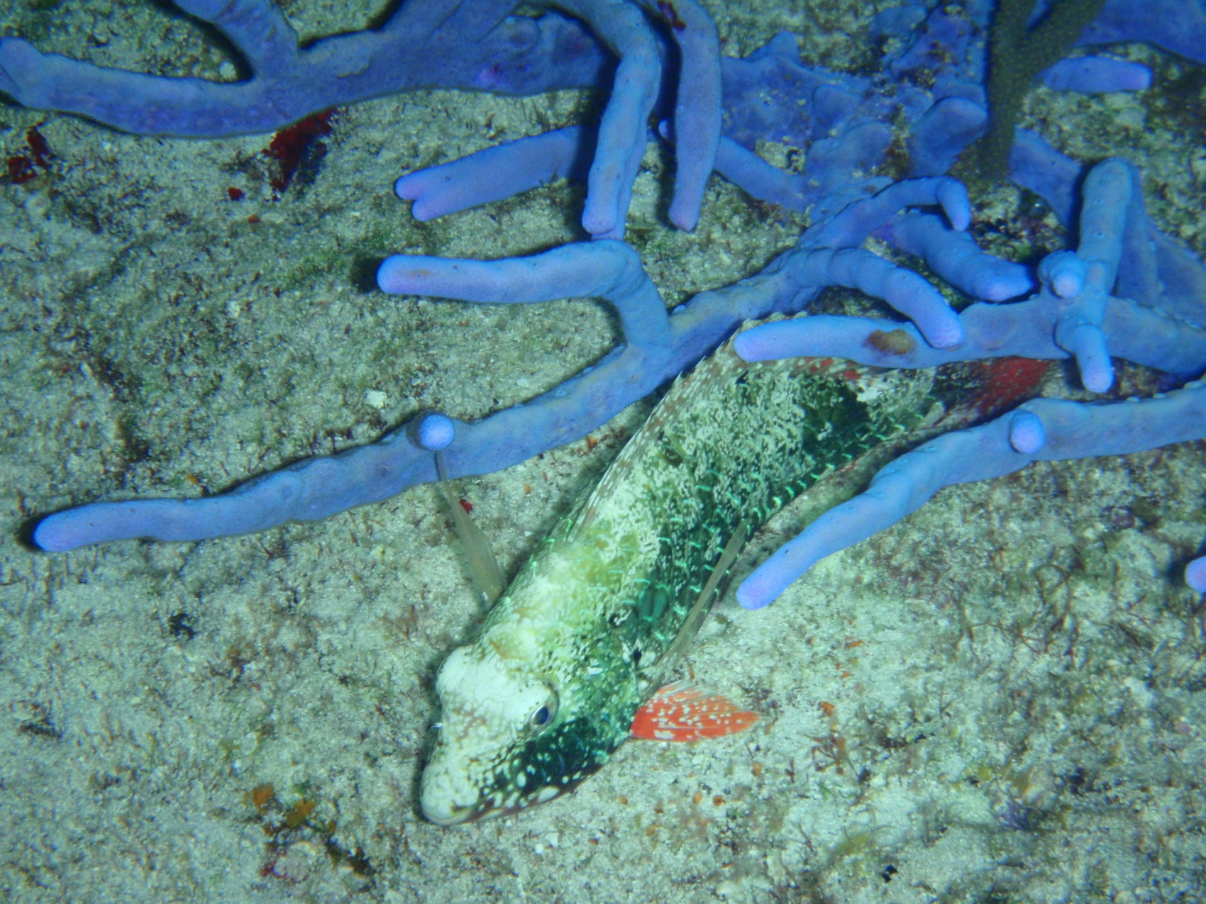 Cozumel, Feb 2009