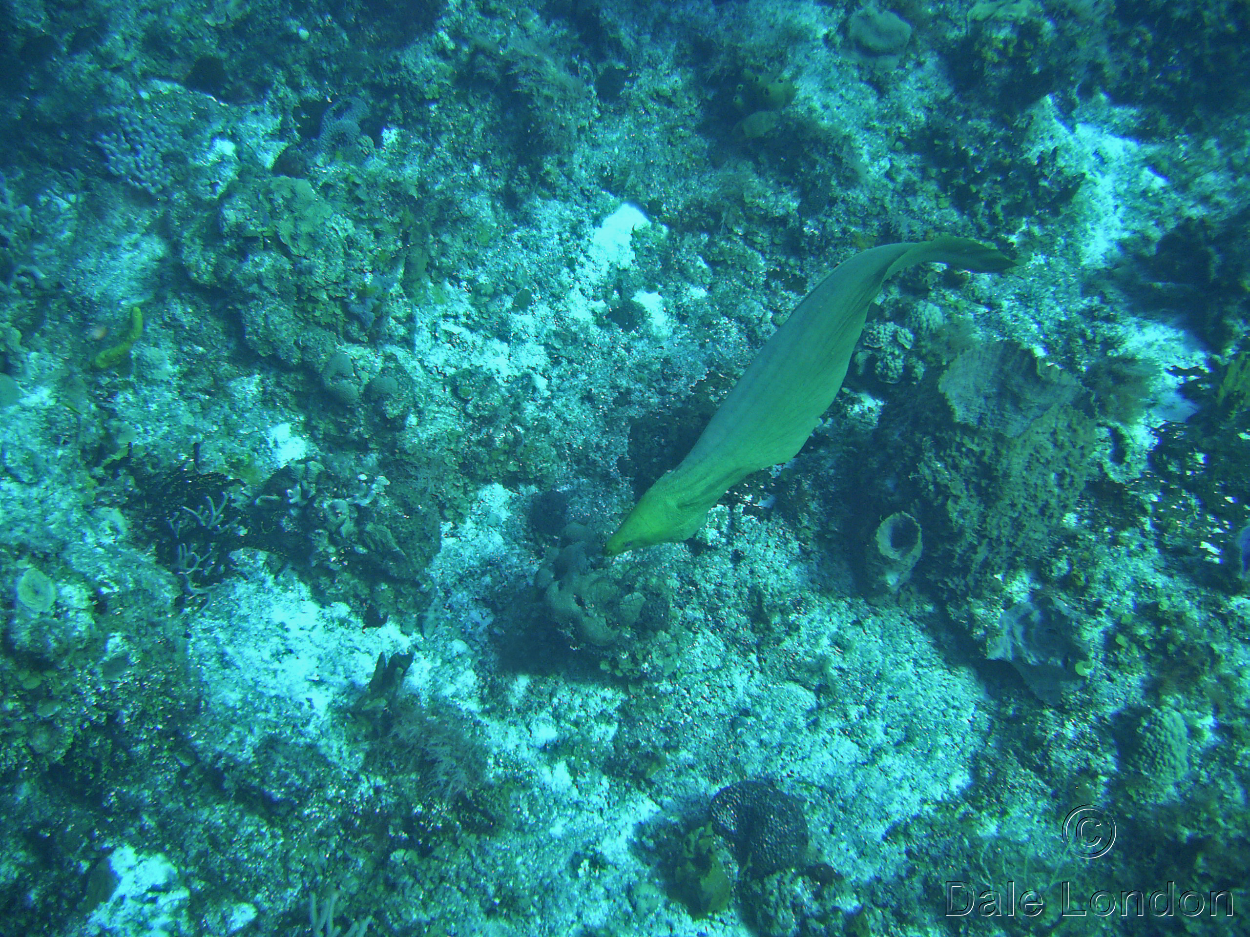 Cozumel Feb 2012 Green Moray Eel 3