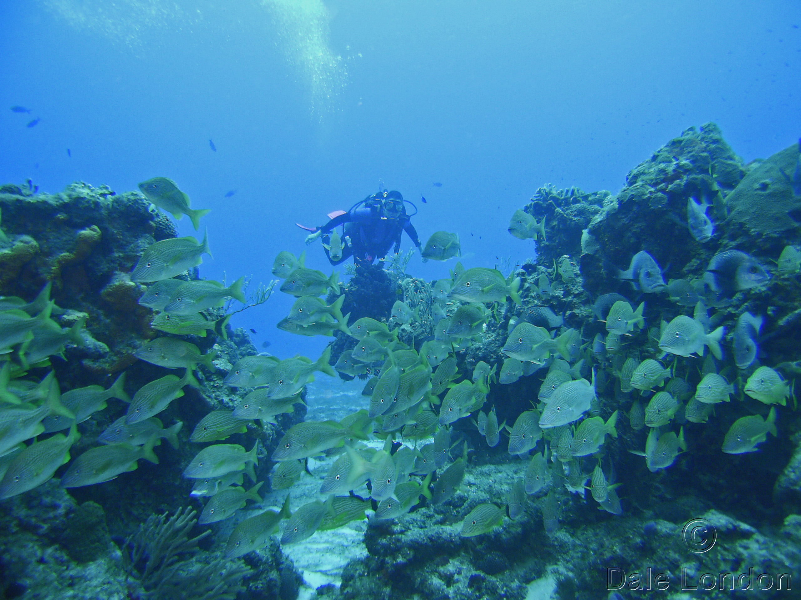 Cozumel Feb 2012 Grunts