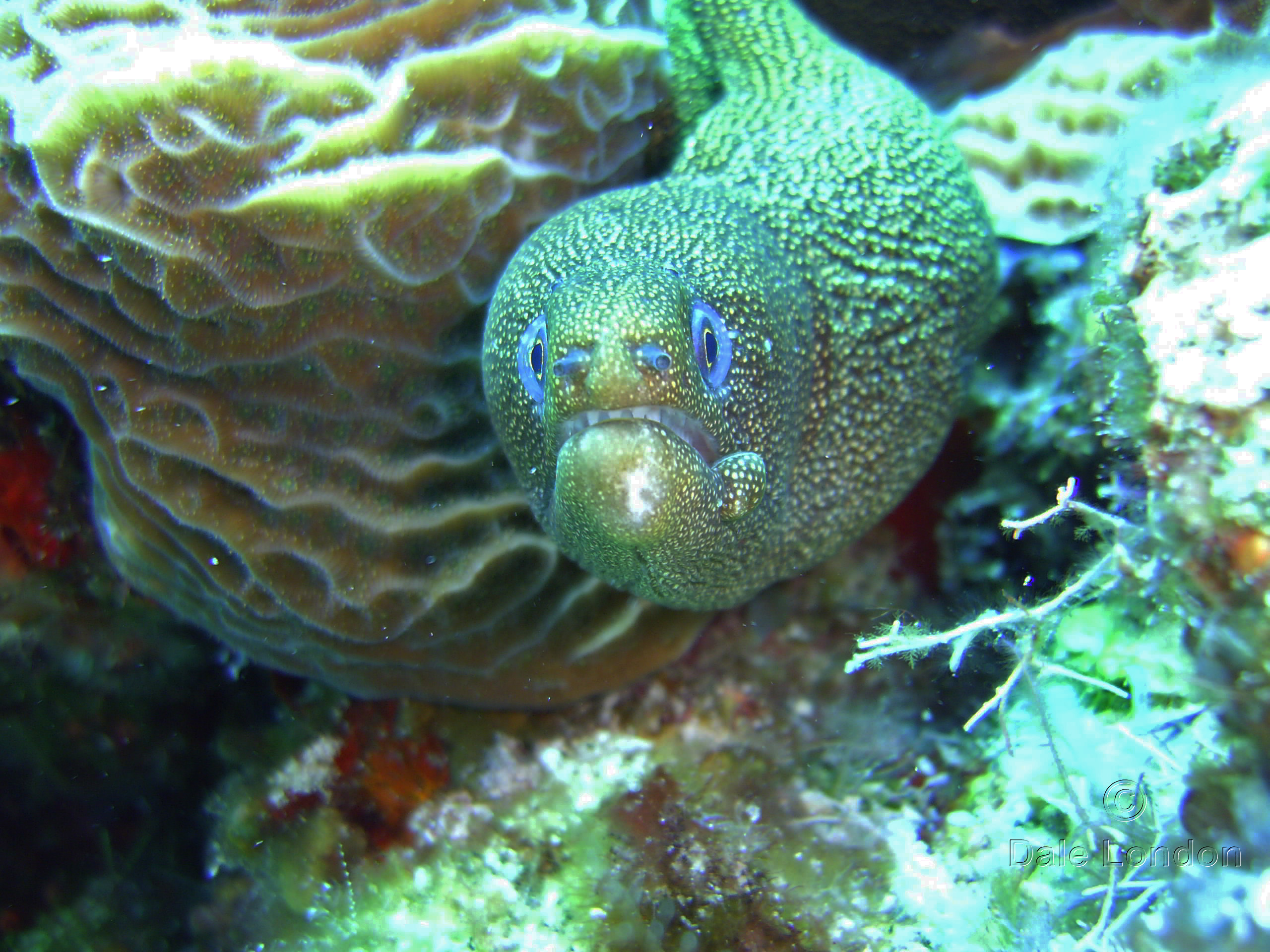 Cozumel Golden Moray eel