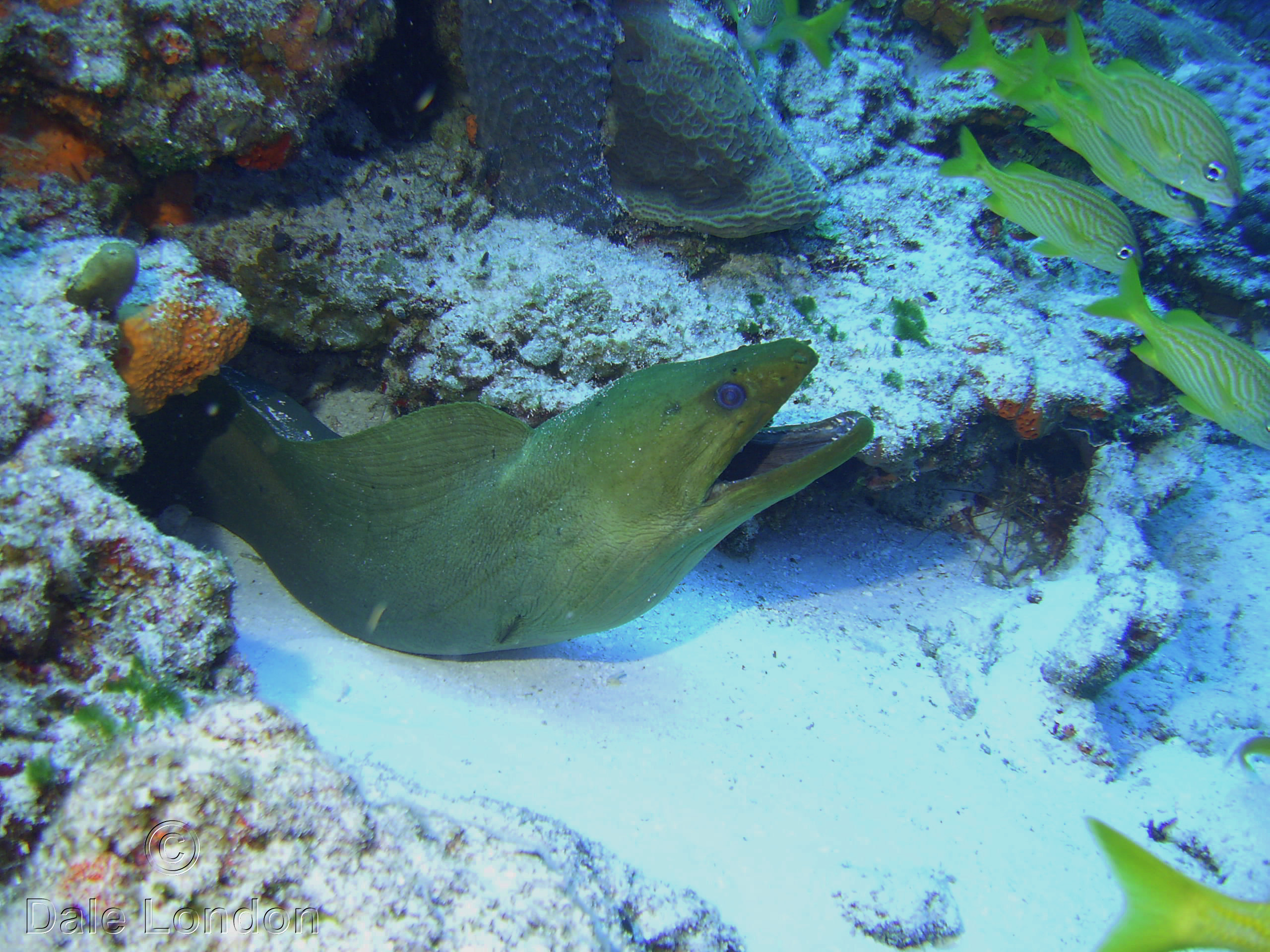 Cozumel Green Moray eel