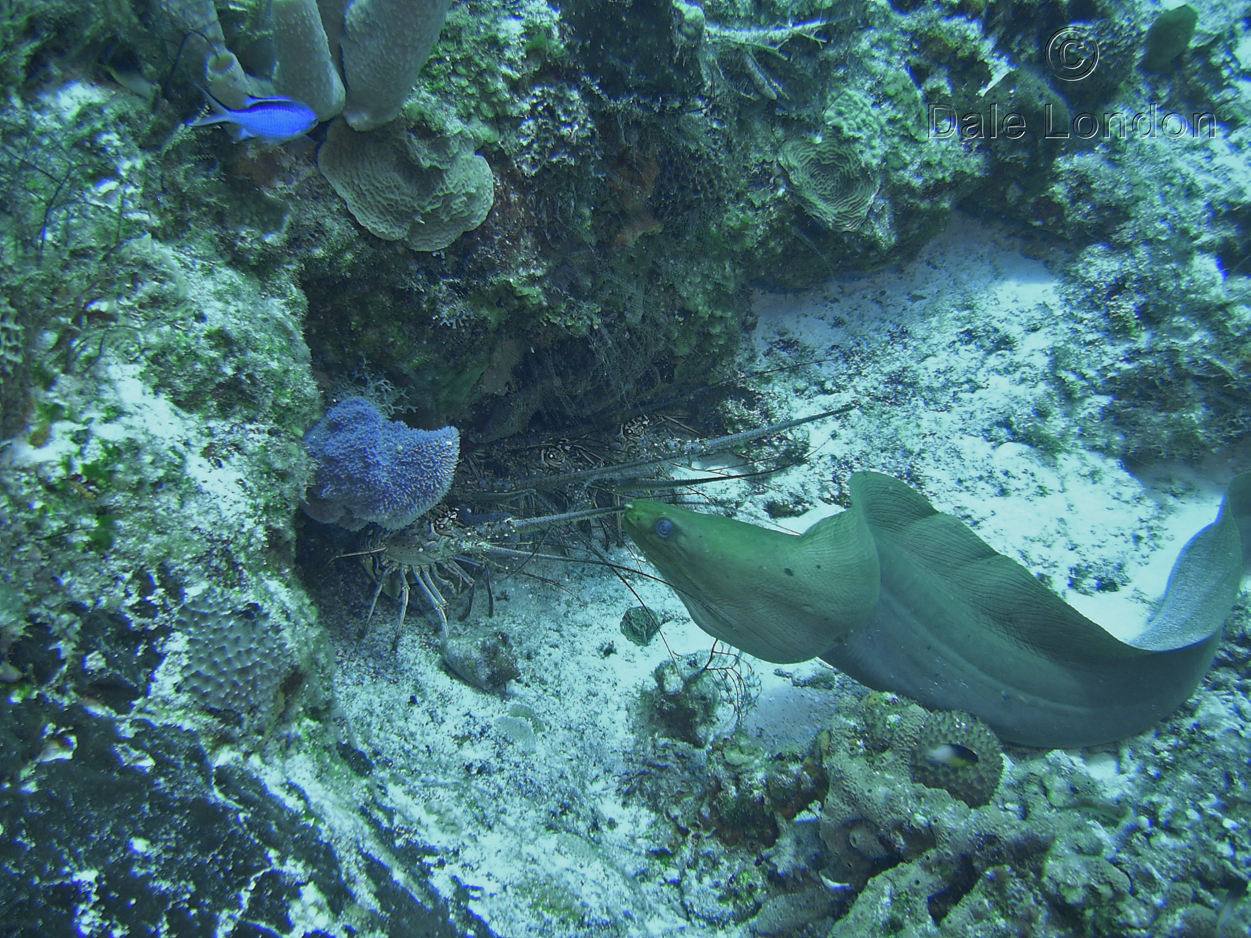 Cozumel Green Moray Eel