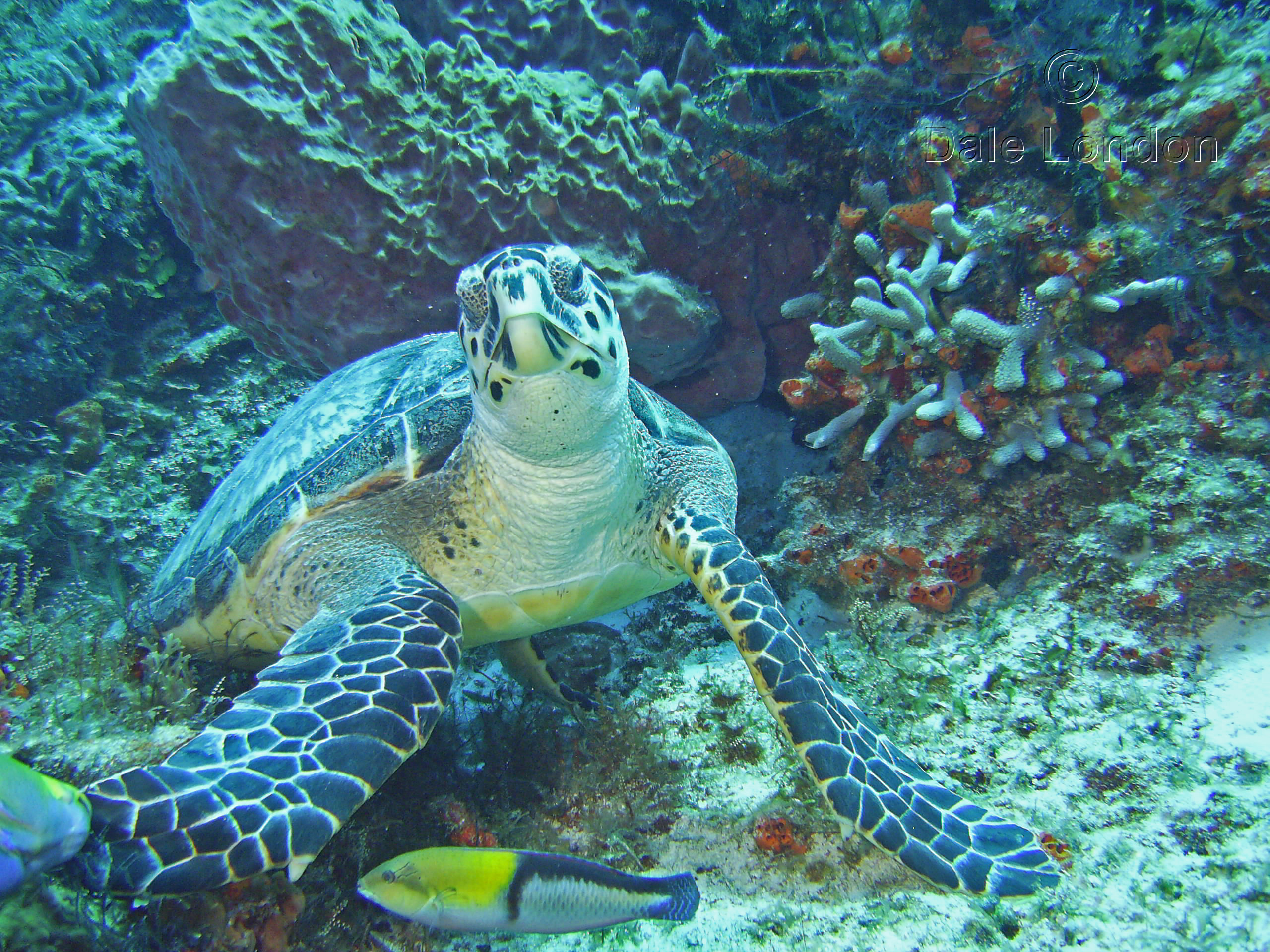 Cozumel Hawksbill Turtle