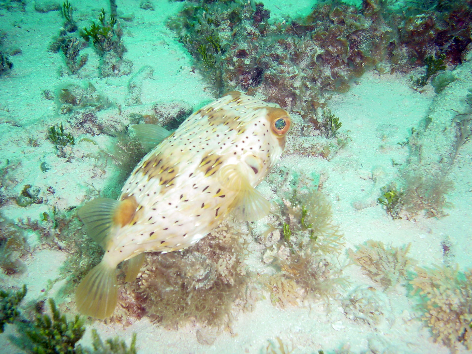 Cozumel Jun 1, 2008