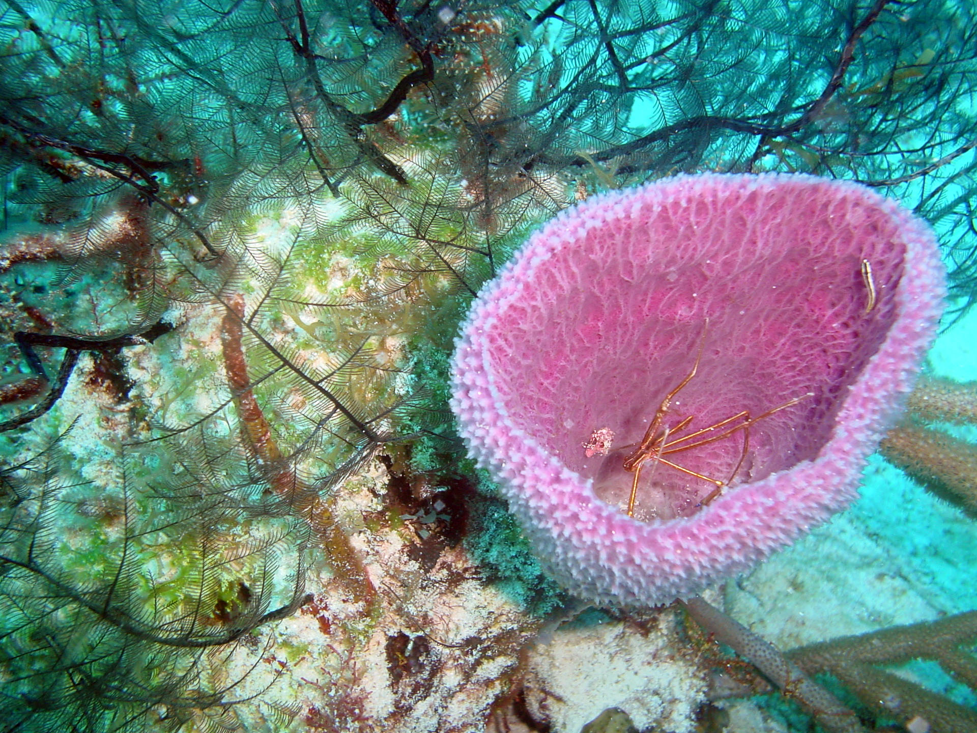 Cozumel June 1, 2008