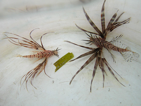 Cozumel Lionfish