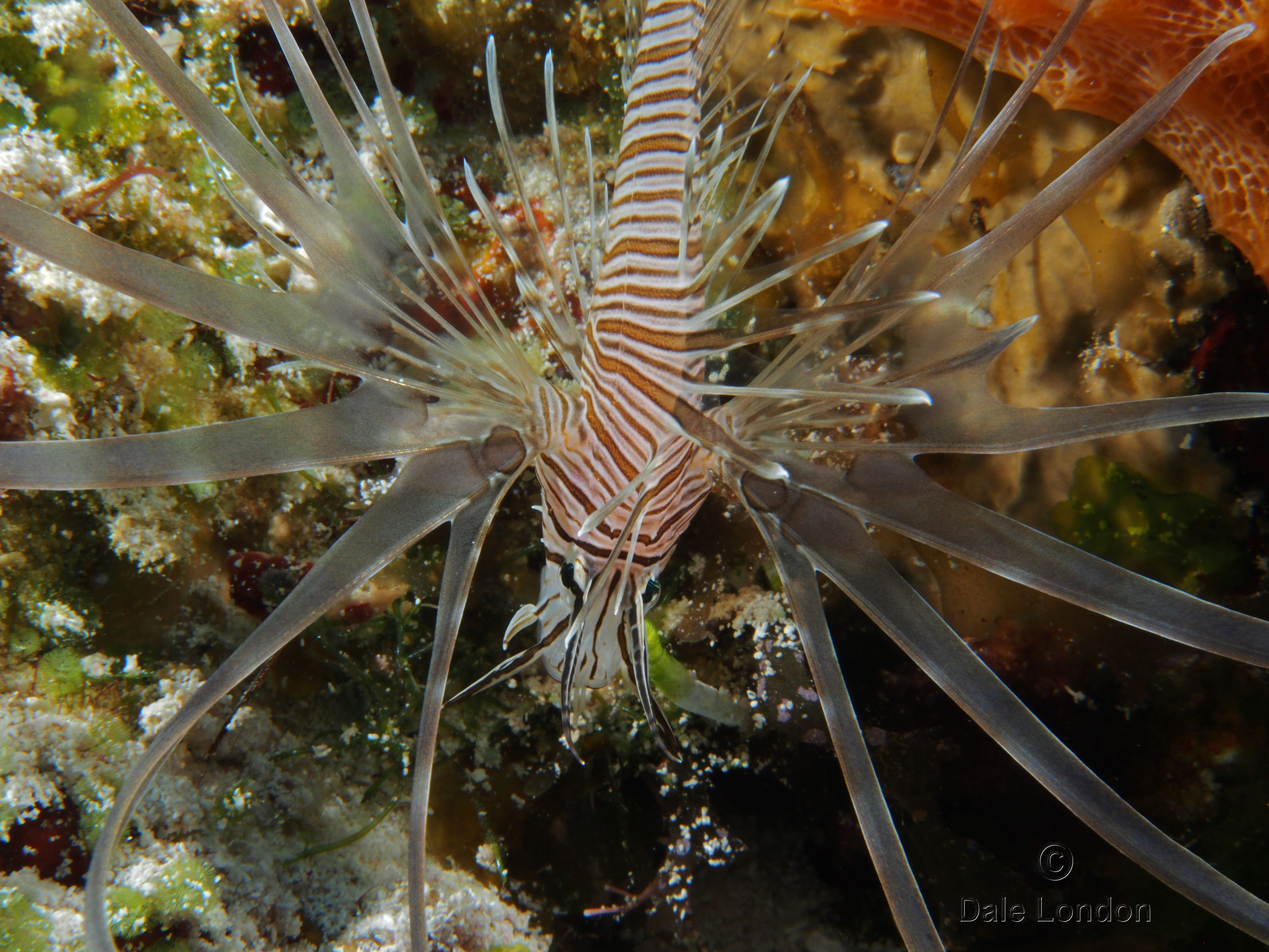 Cozumel Lionfish