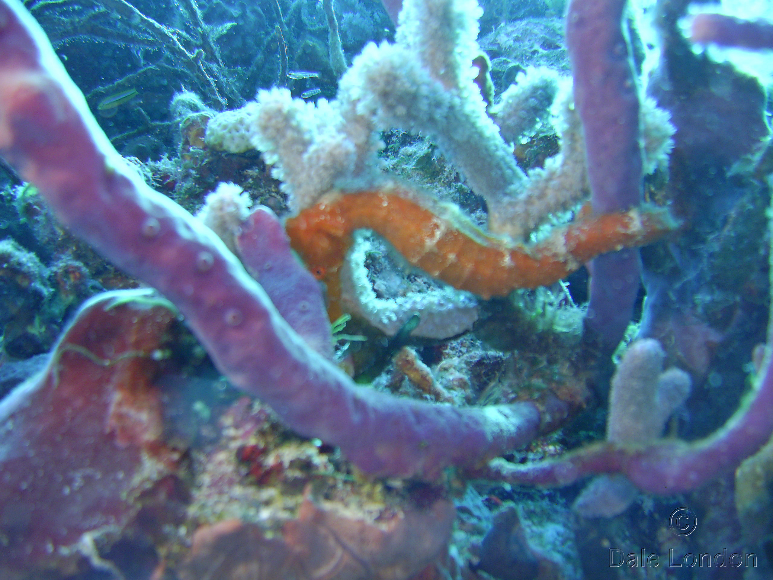 Cozumel Longsnout seahorse 1