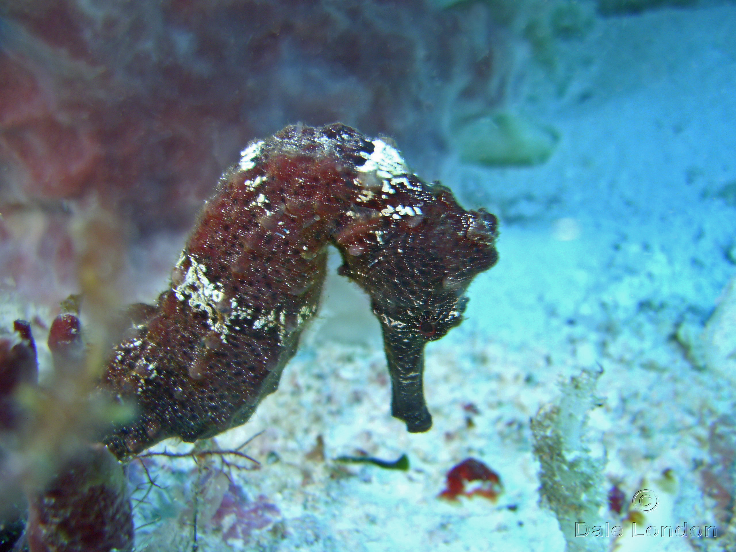 Cozumel Longsnout seahorse 2