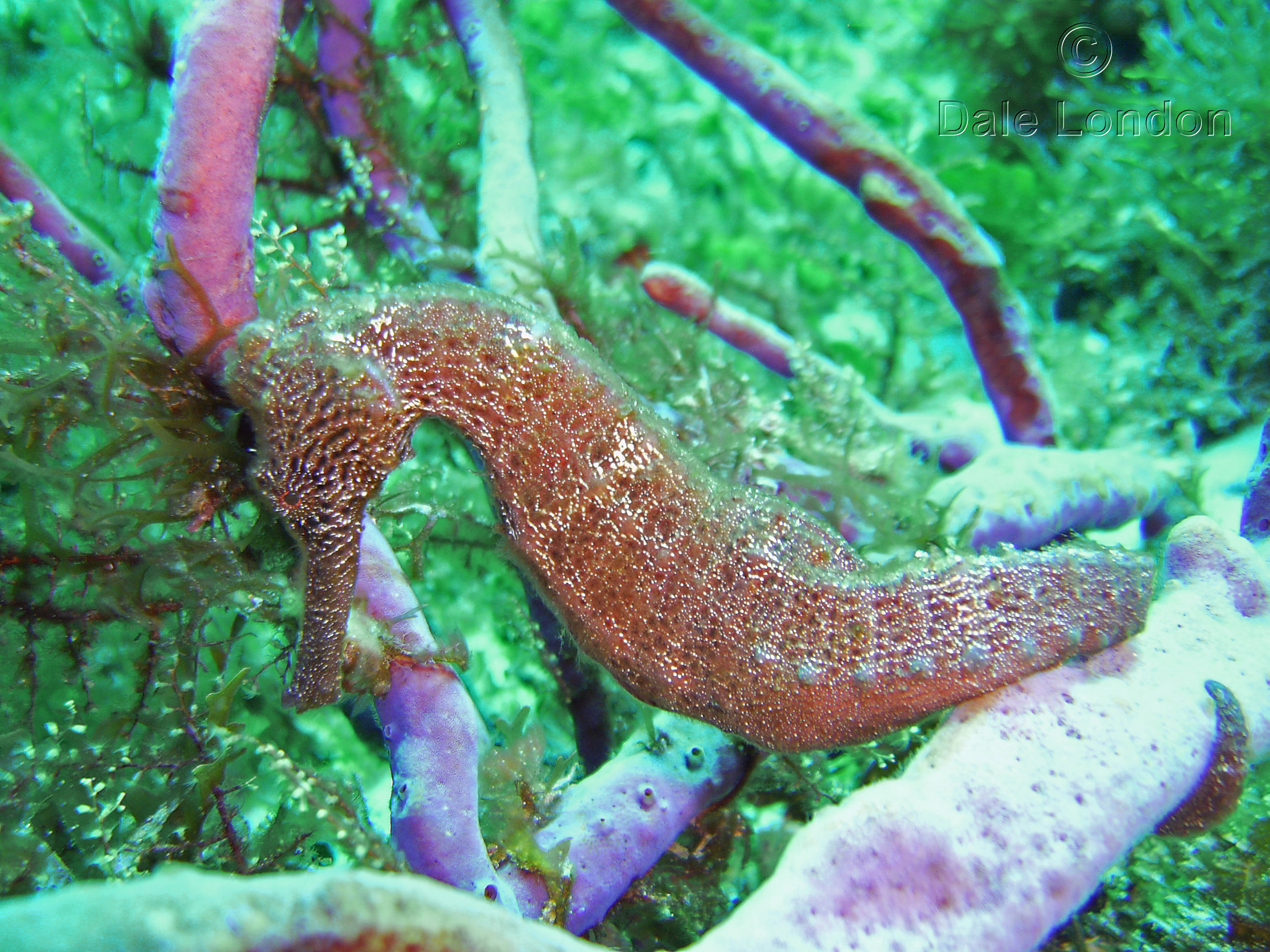 Cozumel Longsnout Seahorse